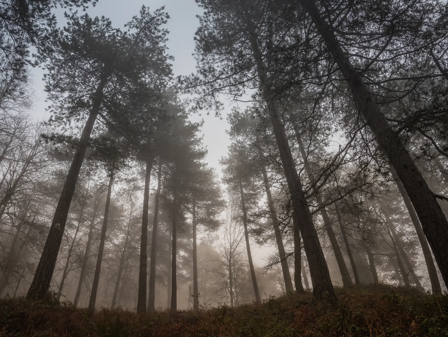 Bos met bomen